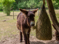 Seelenfänger Photographie | Tierpark Arche Warder