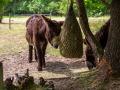 Seelenfänger Photographie | Tierpark Arche Warder