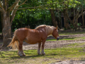 Seelenfänger Photographie | Tierpark Arche Warder