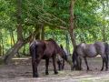 Seelenfänger Photographie | Tierpark Arche Warder