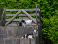 Seelenfänger Photographie | Tierpark Arche Warder