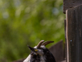 Seelenfänger Photographie | Tierpark Arche Warder