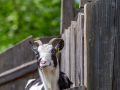 Seelenfänger Photographie | Tierpark Arche Warder