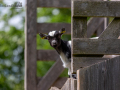 Seelenfänger Photographie | Tierpark Arche Warder