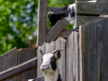 Seelenfänger Photographie | Tierpark Arche Warder