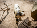 Seelenfänger Photographie | Tierpark Arche Warder