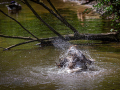 Seelenfänger Photographie | Tierpark Arche Warder