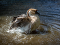 Seelenfänger Photographie | Tierpark Arche Warder