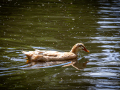 Seelenfänger Photographie | Tierpark Arche Warder