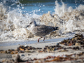 Seelenfänger Photographie |  Helgoland 2022