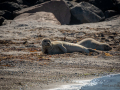 Seelenfänger Photographie |  Helgoland 2022