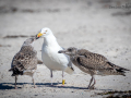 Seelenfänger Photographie |  Helgoland 2022