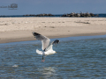 Seelenfänger Photographie |  Helgoland 2022