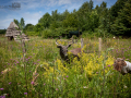 Seelenfänger Photographie | Steinzeitpark Dithmarschen