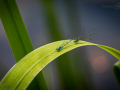 Seelenfänger Photographie | Arboretum Ellerhoop