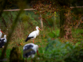 Seelenfänger Photographie | Wildpark Eekholt