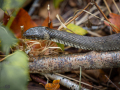 Seelenfänger Photographie | Wildpark Eekholt