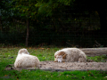 Seelenfänger Photographie | Wildpark Eekholt