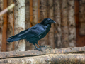 Seelenfänger Photographie | Wildpark Eekholt