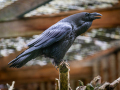 Seelenfänger Photographie | Wildpark Eekholt