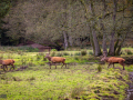 Seelenfänger Photographie | Wildpark Eekholt