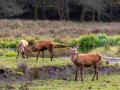 Seelenfänger Photographie | Wildpark Eekholt