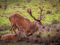 Seelenfänger Photographie | Wildpark Eekholt