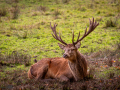 Seelenfänger Photographie | Wildpark Eekholt