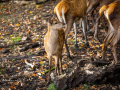 Seelenfänger Photographie | Wildpark Eekholt