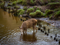 Seelenfänger Photographie | Wildpark Eekholt