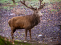 Seelenfänger Photographie | Wildpark Eekholt