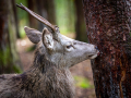 Seelenfänger Photographie | Wildpark Eekholt