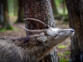 Seelenfänger Photographie | Wildpark Eekholt